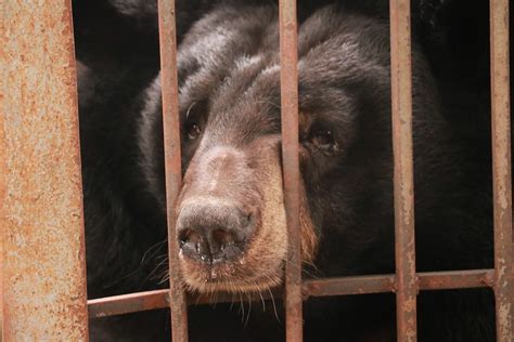 Pain is over: Moon bear successfully rescued after years of abuse on ...