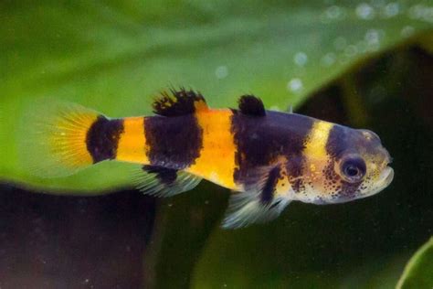 Beautiful BumbleBee Goby - Goodjoseph LIVE Fish Store