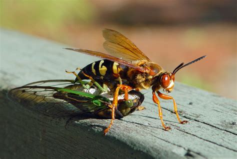 Real Monstrosities: Cicada Killer Wasp