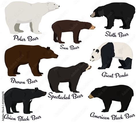 Different species of bears vector illustration. Eight bear species of the world. Stock Vector