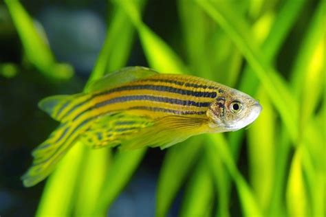 Danio Fish: Info, Care Guide, Types & Lifespan (With Pictures) | Hepper