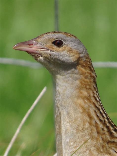 Corncrake | Outer Hebrides Birds