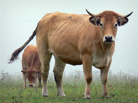 Fotos - Vaca Aubrac - 4 imágenes de calidad en alta definición