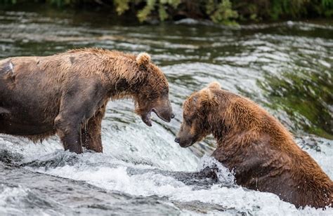 Premium Photo | Two brown bears are playing with each other in the ...