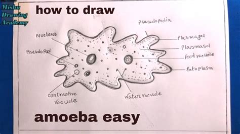 how to draw amoeba step by step/diagram of amoeba - YouTube