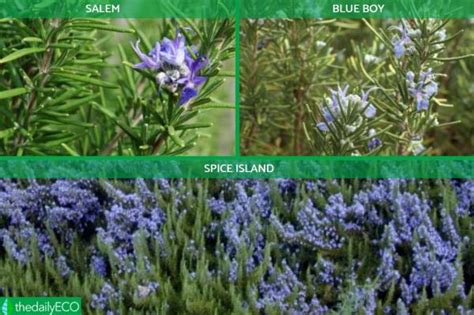 13 Different Types of Rosemary Plants - With Photos