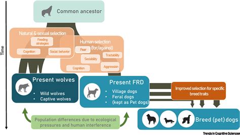 Comparing wolves and dogs: current status and implications for human ‘self-domestication ...