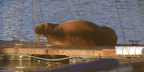 Thor the wandering walrus turns up again – this time in Northumberland | indy100