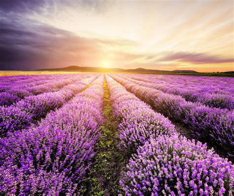 Michigan Lavender Fields - Party of Alyssa Matt