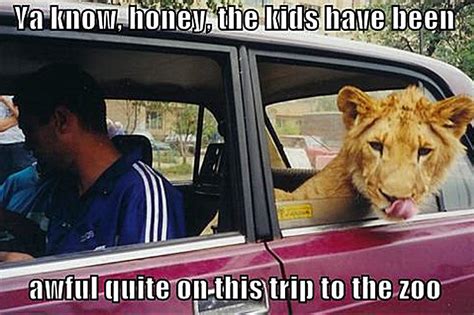 lion funny - Animal Humor Photo (20203687) - Fanpop