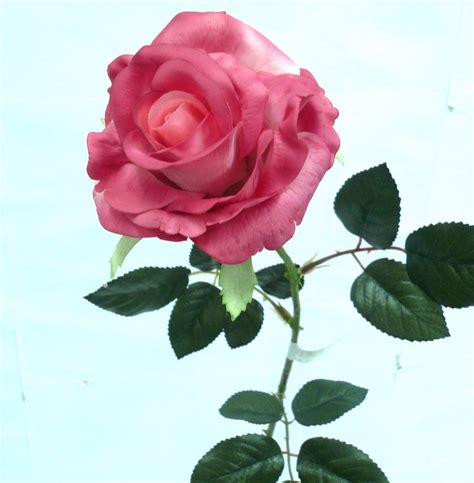 Beautifull Flowers 2011: pink rose with stem