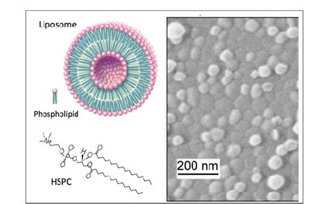 A cryo-Scanning Electron Microscopy picture of liposomes of... | Download Scientific Diagram