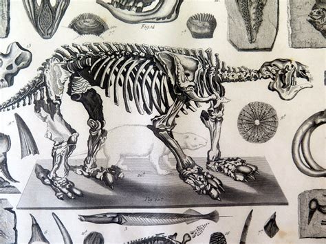 Antique MEGATHERIUM skeleton engraving 1849 curious Geology | Etsy