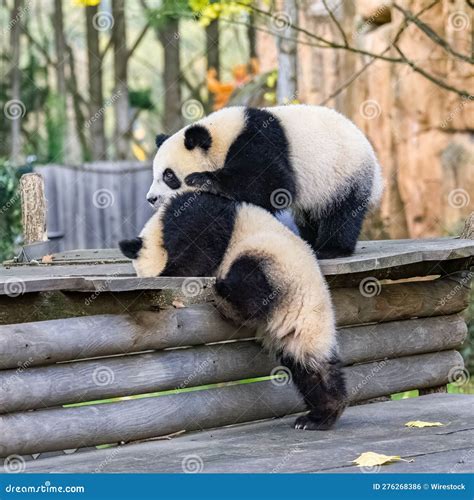 Giant panda cubs playing stock photo. Image of symbol - 276268386