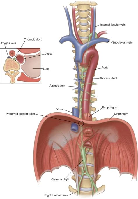 Anatomy of the Thoracic Duct - Thoracic Surgery Clinics