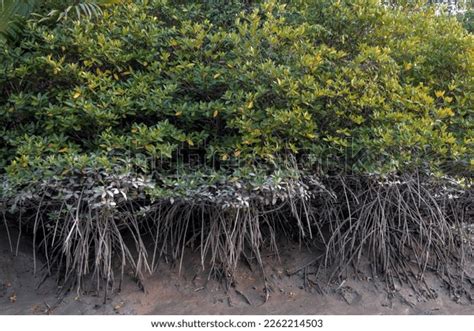 Mangrove Tree Roots This Photo Taken Stock Photo 2262214503 | Shutterstock