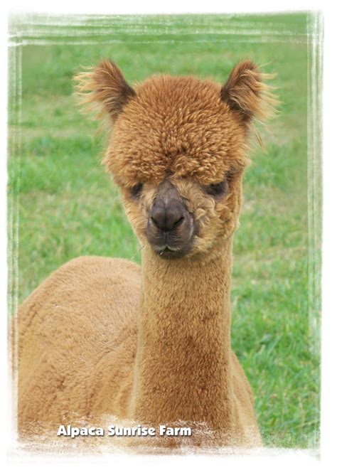 HUACAYA ALPACA. Alpaca Sunrise Farm is a full-service Alpaca farm since 1998 • Alpaca sales ...