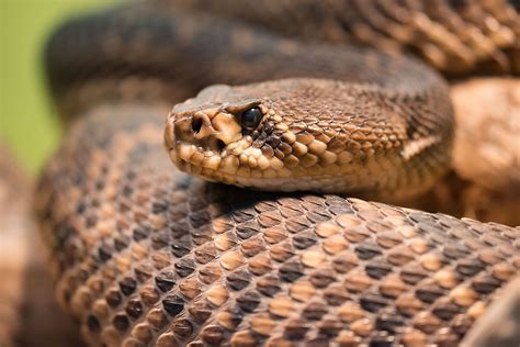 The Most Venomous Snakes Found In The Wild In America - WorldAtlas