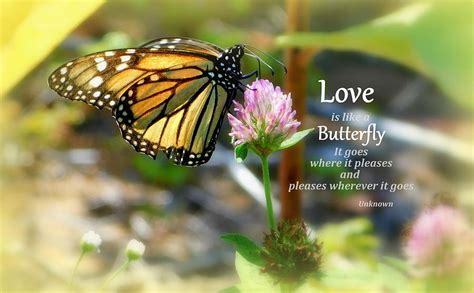 Love is like a butterfly Photograph by Karen Cook - Fine Art America