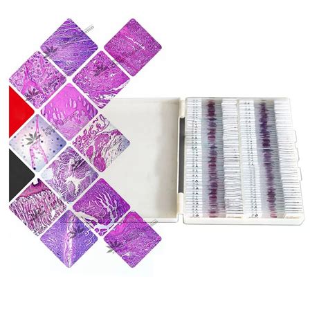 100 PCS Professional Prepared Human Pathology Sections Specimen Microscope Glass Slides for ...