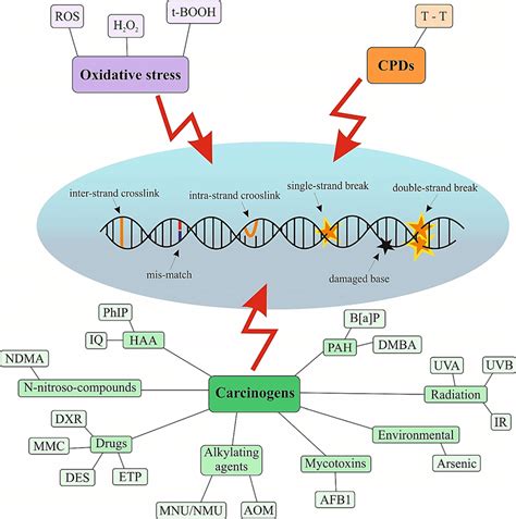 Cell Damage May Be Caused by Exogenous Sources Such as