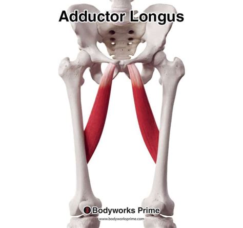 Adductor Longus Muscle Anatomy - Bodyworks Prime