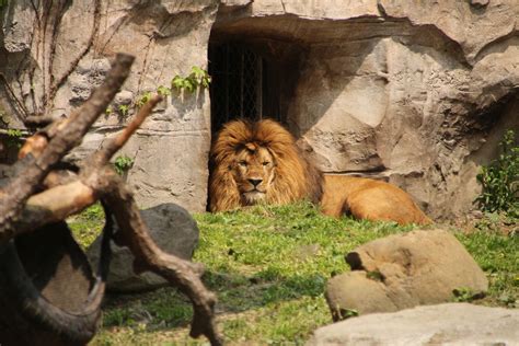 Shanghai Zoo | Shanghai Travel Guide