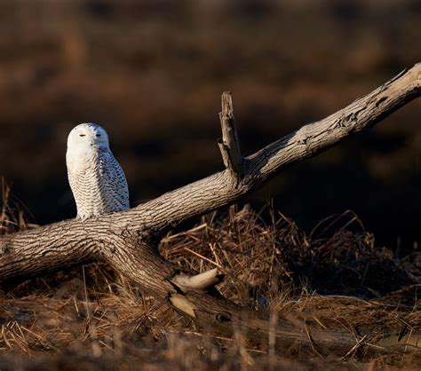 Snowy owl on downed tree | Nikon Cafe