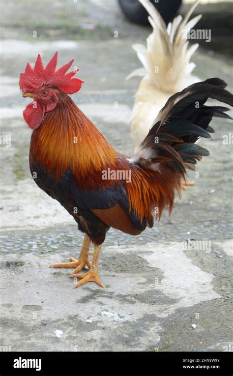 roaster Chicken in the backyard Stock Photo - Alamy