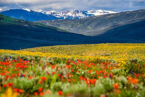 Colorado Wildflowers Capital | Crested Butte + Gunnison