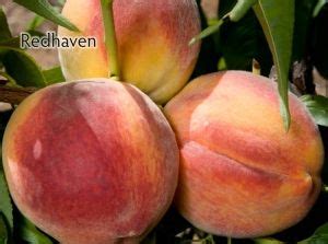 Redhaven Peach | Dave Wilson Nursery | Peach, Peach trees, Red haven