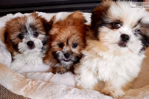 Shihpom puppy for sale near Madison, Wisconsin. | b077d22c-67c1