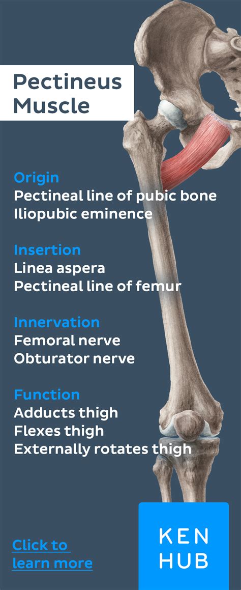 Hip adductors | Muscle anatomy, Yoga anatomy, Hip anatomy