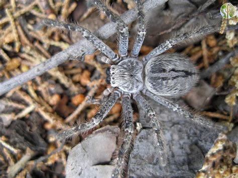 Giant wolf spider | Wild Sonora