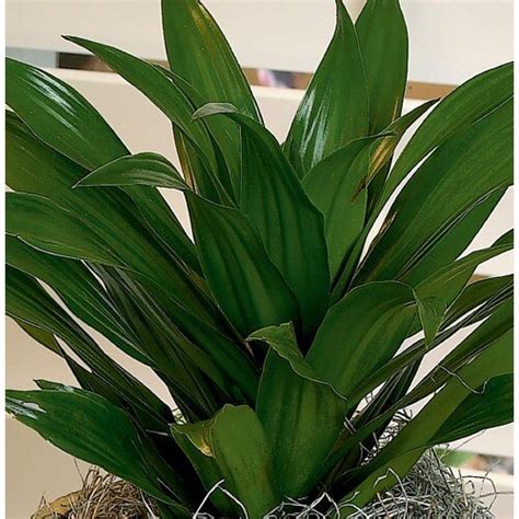 Janet Craig Dracaena (L20951hp) in the House Plants department at Lowes.com