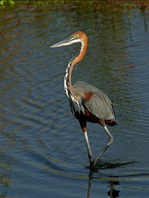 African Waterbirds – Nature Photography