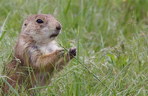 Mexico's Most Threatened Species - WorldAtlas