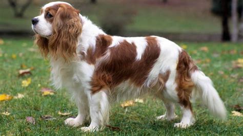 Cavalier King Charles Spaniel : Prix de ce chien, Caractère, Santé ...