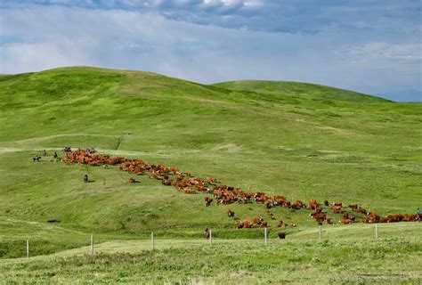 Alberta ranch to be largest Canadian conservation project ever ...