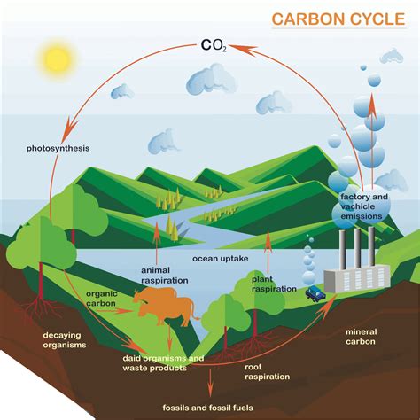 Processes and pathways of the carbon cycle - A Level Geography