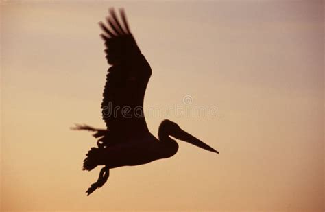 FLYING PELICAN SILHOUETTE stock photo. Image of outline - 4112042