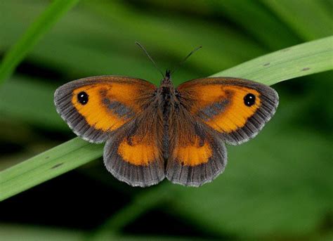 Butterflies of Europe - Pyronia tithonus | Butterfly species, Beautiful butterflies, Butterfly