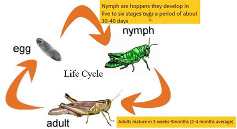 What is Locust; reasons for its attack in India; monitoring and ...