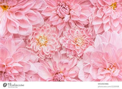 Pastel pink flowers background - a Royalty Free Stock Photo from Photocase