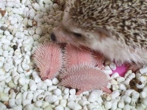 [Pics] Newborn Hedgehogs [Happened across this picture this morning]