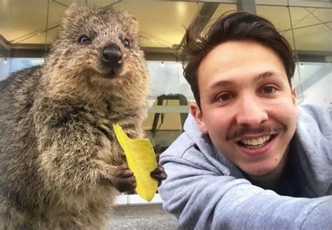 ‘Quokka selfie’ rules that help keep quokkas safe and healthy – The Kid ...