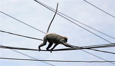 Monkey Attack Sparks Deadly Tank Battle in Libya