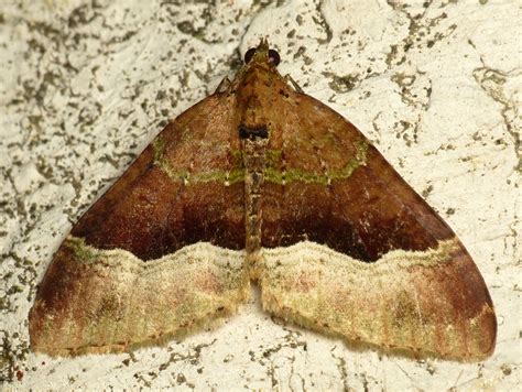 Geometer Moth, Geometridae | Andreas Kay | Flickr