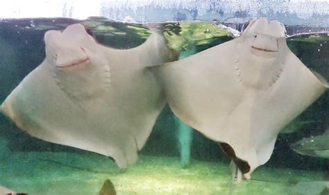 Ask an Expert: The Teeth of a Stingray | South Carolina Aquarium