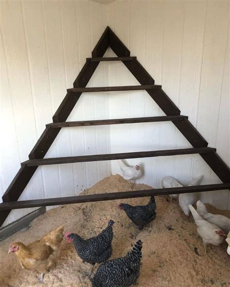 Chicken Roosts: Why It's Important to Your Hens